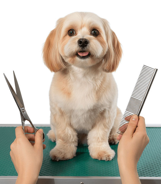 Lustiger Hund mit aufgerissenen Augen beim Grooming in Berlin-Weißensee