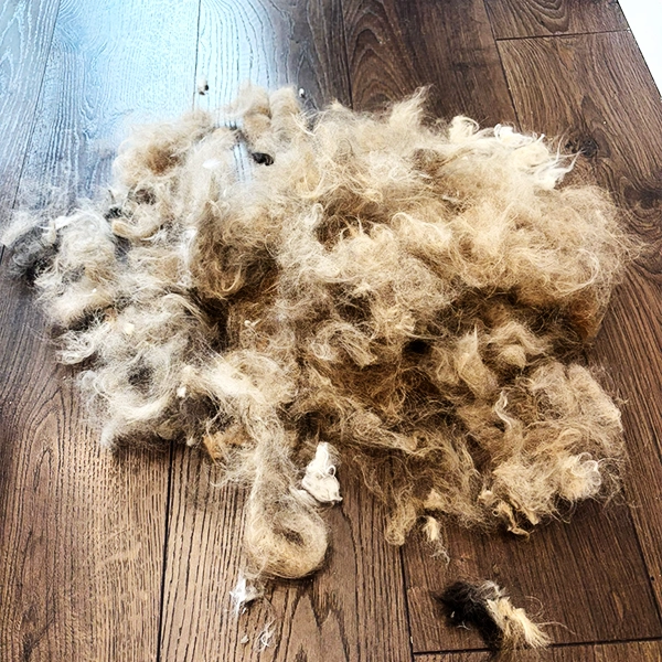 Große Menge entfernte Unterwolle einer Katze nach dem Grooming im Hundesalon in Berlin-Pankow