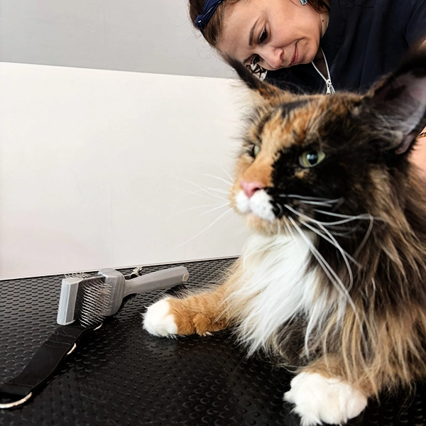Sanfte Fellpflege für Katzen in Berlin-Pankow und Weißensee