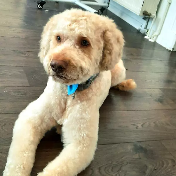 weisser-puddel-nachher-glueckliche-pfoten-hundesalon