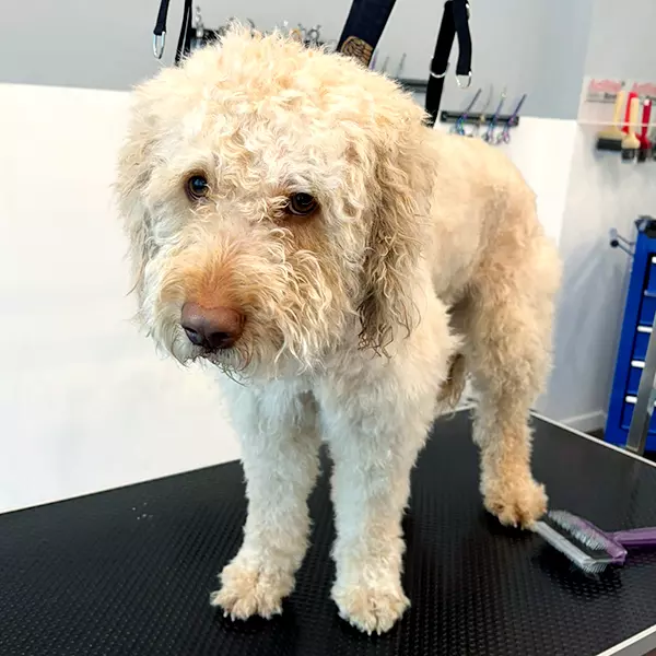 weisser-puddel-vorher-glueckliche-pfoten-hundesalon