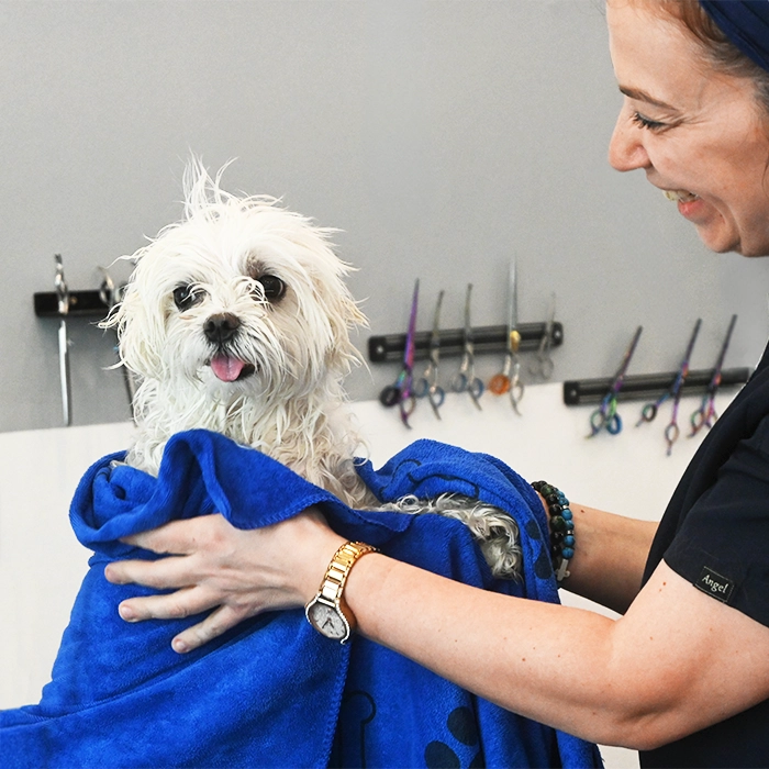 Hundefriseurin trocknet einen kleinen weißen Hund lachend mit einem Handtuch im Hundesalon Glückliche Pfoten in Berlin-Pankow und Weißensee